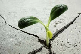 749 ein schoessling im kargem boden