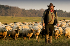 693 приказна на овчарот
