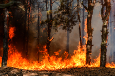जंगल की आग सुरक्षा सूखे की अवधि का खतरा